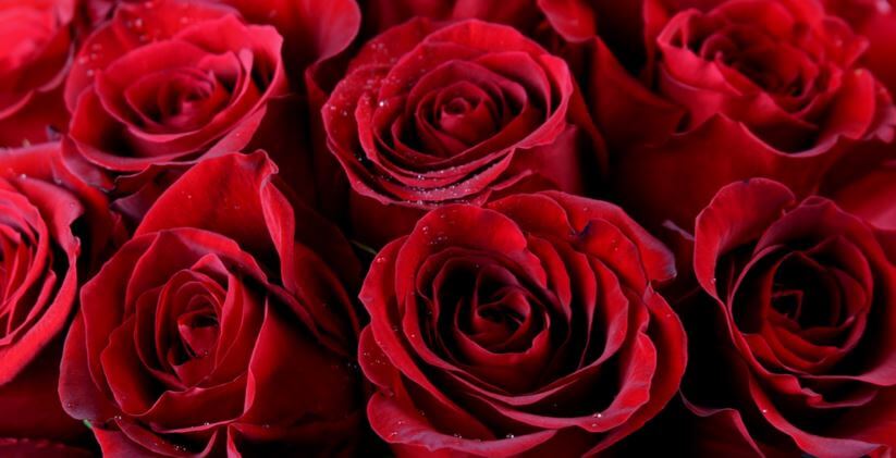 #PierLove - Valentine's Day Idea Boston Dining Destinations in the Seaport | PIER 4 Boston Restaurant Condominiums
